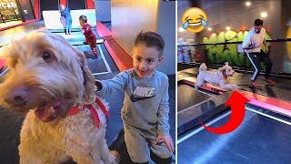 SAMEN IN EEN TRAMPOLINEPARK SPRINGEN MET EEN HOND!  | #640