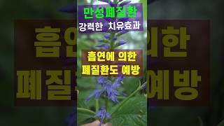 산꼬리풀: 만성 폐질환 & 천식, 강력한 예방 및 치유효과