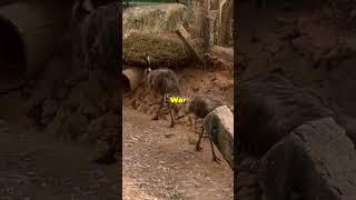 Australia vs. Emus: The Strangest War in History️!!#shorts #history