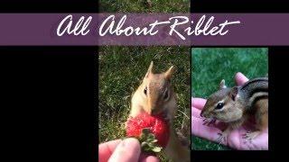 All About Riblet - Episode 1 - Hand feeding chipmunks