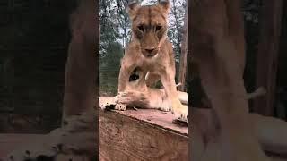 Lioness BOOPS