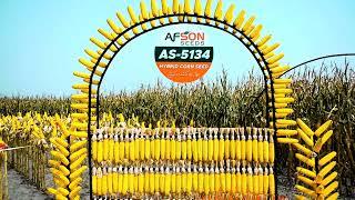  Discover the Power of Afson Seeds AS-5134 Hybrid Maize Variety! 