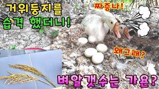 베트남 안남미 클라스! / 새끼거위는 대체 언제 나오는거야? (kiengiangtv)