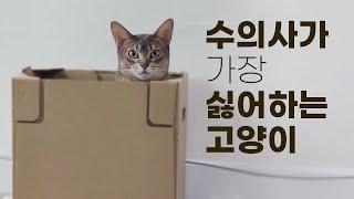 우리 애가 진짜 똑똑하고 예쁜데, 버릇이 조금 없어요... 아비시니안 특징, 개냥이 관찰일기