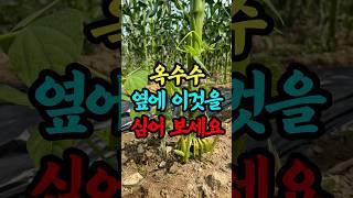 옥수수 옆에 이것을 심어 보세요