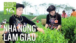 Trồng chè sạch chuẩn quốc tế, lãi gấp bội | VTC16