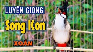 SONG KON QUẢNG NAM HÓT HAY  -  ÂM LUYỆN CHÀO MÀO NON CỰC CHUẨN
