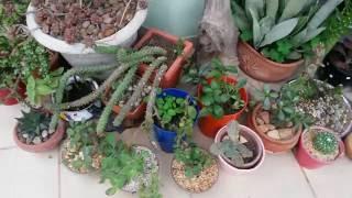 Cactos & Suculentas - Maio, 2016 | Jardim da Jura