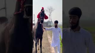 Beautiful Marwari Colt - JIGAR | #marwari #colt #trending #shorts #shonki #sardar #2022