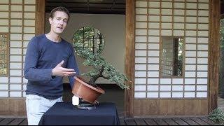 Bonsai basics; how to grow a Bonsai tree