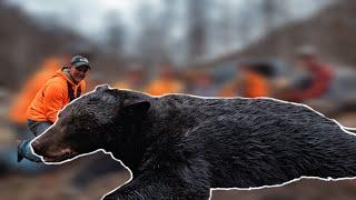 A BEAR this big??? Amazing Shot!!