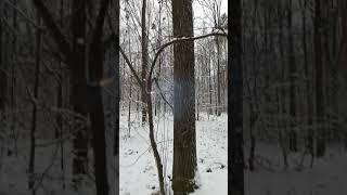 Петарда корсар 12 от феерии
