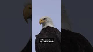 | Eagle Eyes | The astonishing Vision of Theses Majestic Birds !!!