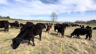 Cattle and grazing pointers