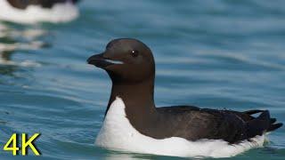 Dickschnabellumme u. Papageitaucher -- Thick-billed Murre and Puffin