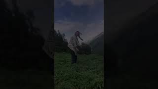 Malana Magic valley Marijuana  lover  #shorts #ytshorts #travelwithjo #travel #malana #kasol