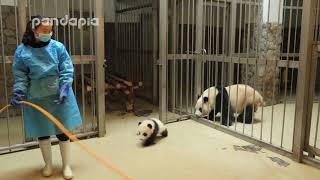 Panda keeper gives the baby cub back to his mum