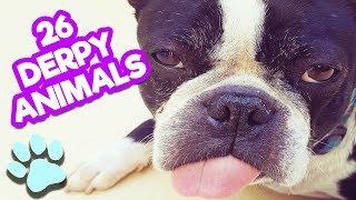 26 Derpy Animals You Will Love | Funny Animal Compilation | #thatpetlife