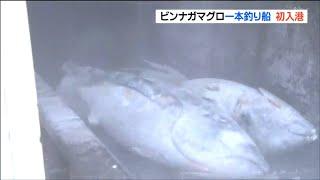 「豊漁の年」ビンナガマグロ280トン初水揚げ　刺身や缶詰に　宮城・石巻市
