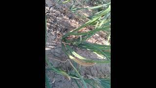 #villagelife #onion #garlic