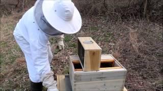 Step by Step Guide: Starting a Bee Hive with boxed bees Tutorial Beginners Guide