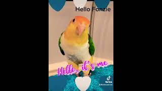 Fonzie Hello - Hansom beefy boy yellow thigh white bellied Caique parrot 