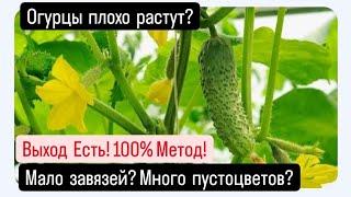 Огурцы плохо растут?Много пустоцветов?Выход Есть!100% Проверенный метод!