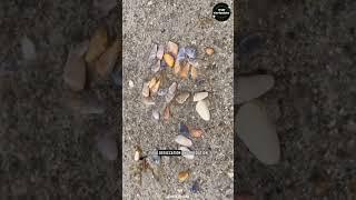 Coquina Clams  The Bean Clams of the Beach ️