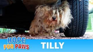 Tilly, abandoned with a HUGE tumor, needed our supporters  #GivingTuesday #HopeForPaws