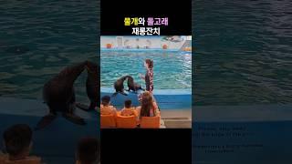 물개와 돌고래들의 재롱잔치. 여기는 태국 푸켓 돌고래 공연장입니다 ^^  #푸켓 #푸켓돌고래 #푸켓물개 #태국푸켓