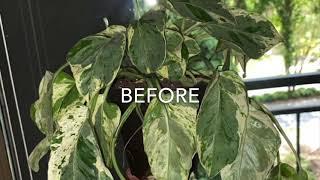 Plant Time lapse Video (Pothos)