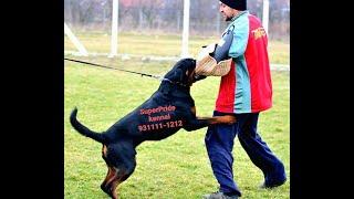 Rottweiler male for stud in delhi super pride kennel 9311111212