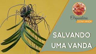 Salvando uma Vanda | Orquidário Dona Vanda