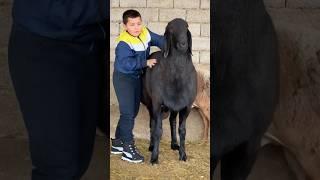 10 козусун алсам ДЕП армандап жургон кочкорду алганда... #арашан_койлору