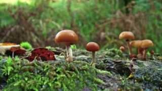 Terence Mckenna - The past and future importance of mushrooms for humanity