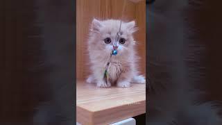 cute kitten  #26 #kitten  #pet #Cat short video #cute kitten #meme video