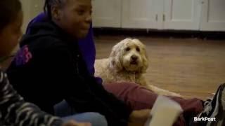 Dog Jobs: Dogs Teach Children Empathy, Prevent Bullying