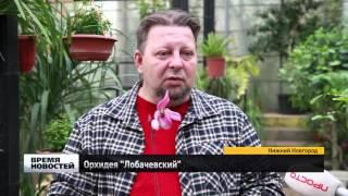 Орхидея "Лобачевский" зацвела в ботаническом саду ННГУ