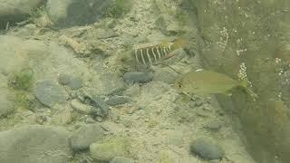 20200901 - 六帶鰺(Caranx sexfasciatus)跟隨銀紋笛鯛(Lutjanus argentimaculatus)