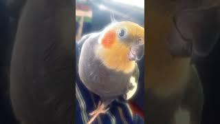 Adorable!  House Of Balloons-Weeknd #birds #cuteanimals #parrot #cockatiel #cutebirds