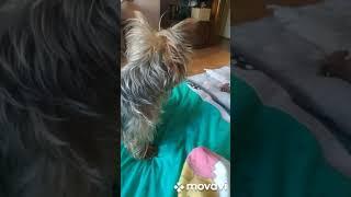 Наша Тиффани до и после стрижки.