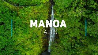 Manoa falls hike near Honolulu - Oahu, Hawaii | 4K video