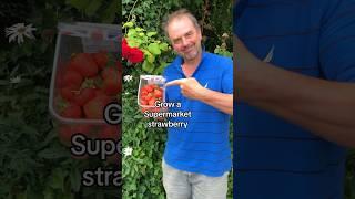 How to grow a strawberry from the supermarket #growyourgroceries