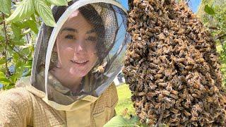 Tips on Catching & (KEEPING) a Swarm of Honey Bees!