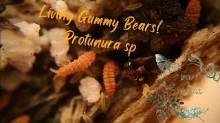 Orange springtail family (Protunura sp)