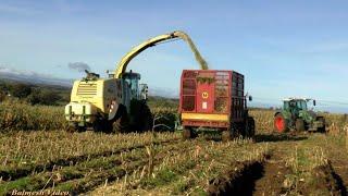 Maize Harvesting in Muddy Conditions.  "Pusher Tractor" kept Busy.