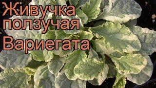 Живучка ползучая Вариегата (ajuga reptans variegata)  обзор: как сажать, рассада живучки Вариегата