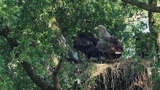 Seeadler