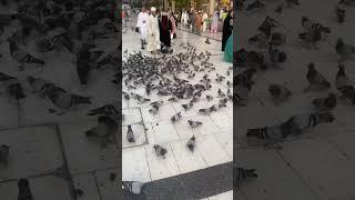 #pigeon #makkah #kaba #islamicvideo #birds