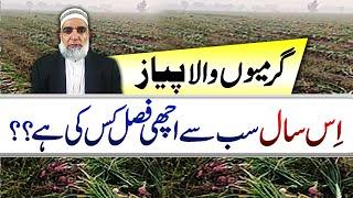 Excellent export quality Onion crop of Summer Season || Crop Reformer